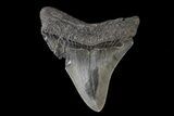 Fossil Megalodon Tooth - Georgia #74186-1